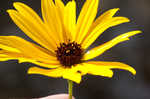 Variableleaf sunflower